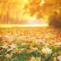 This Season, Replenish Your Soil by Mulching Fallen Leaves