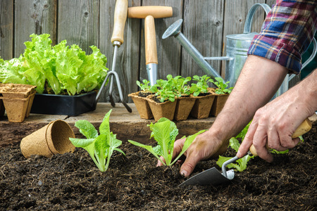 How to Prepare Your Garden’s Soil for Planting