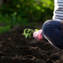 How to Turn Your Soil into the Perfect Home for Your Garden