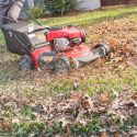 Using Fallen Leaves to Mulch Your Soil